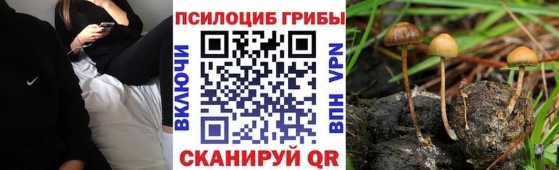 даркнет наркотические препараты  Весьегонск  Псилоцибиновые грибы мицелий 